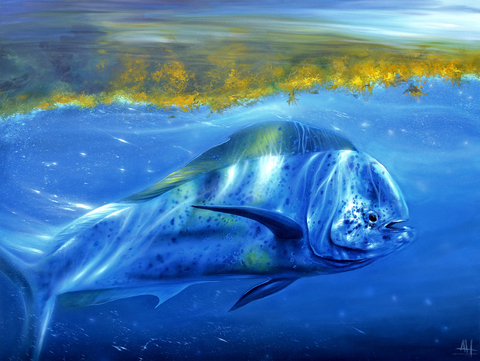 Midnight Mahi