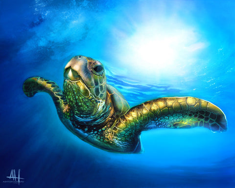 Sea Turtle