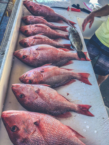 American Red Snapper